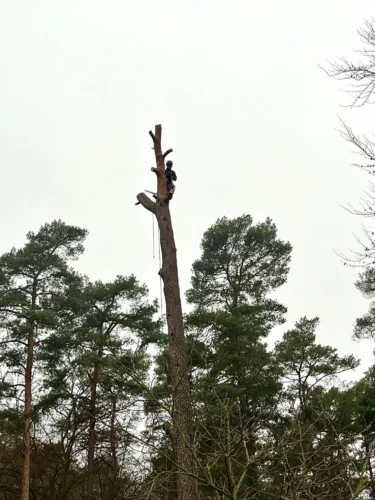 Baumfällung einer Kiefer in Landkreis Rostock