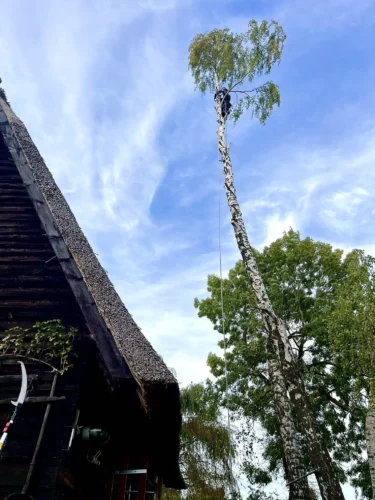 Baumfällung Birke in Seilklettertechnik in hohen sprenz