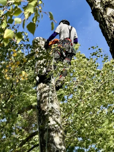 fällung einer birke in seilklettertechnik