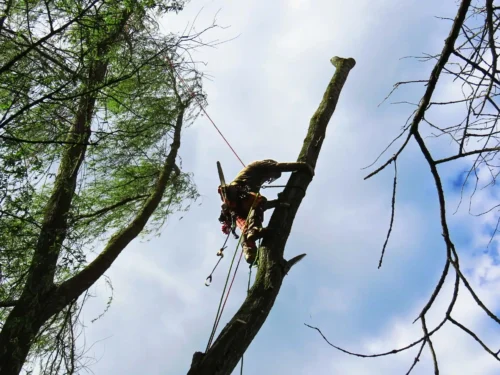 Baumfällung in Seilklettertechnik - Gefahrenfällung mit klettertechnik in Güstrow