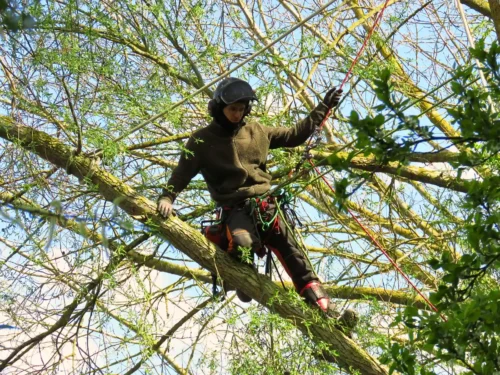 Baumfällung einer Weide in Seilklettertechnik - Gefahrenfällung mit klettertechnik in Güstrow