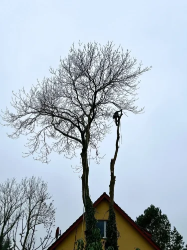 Fällung einer Esche in Diedrichshagen bei Rostock