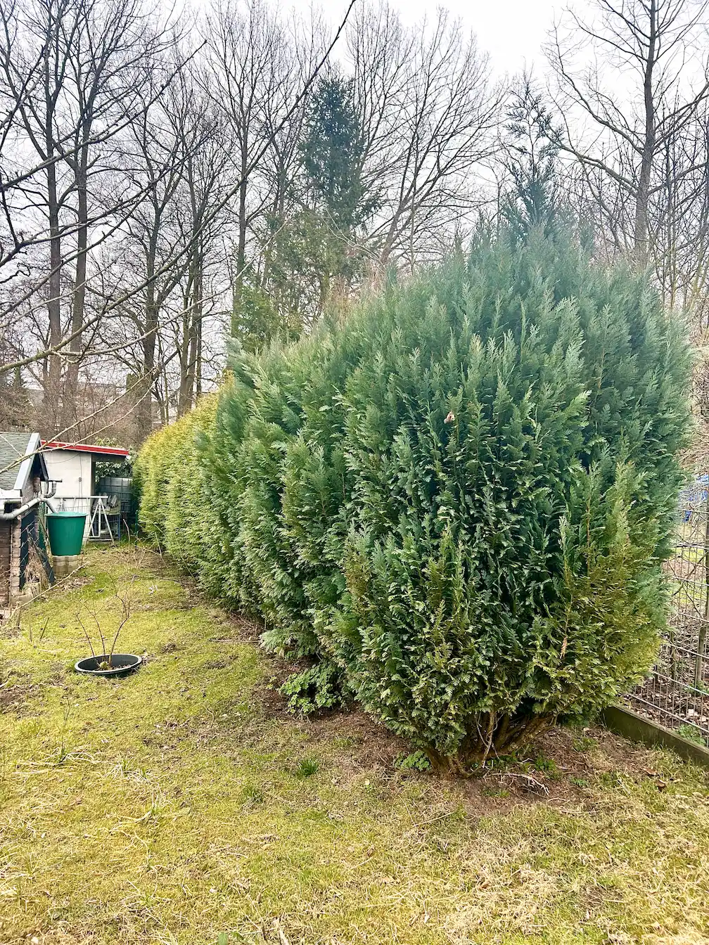 Rückschnitt Hecke radikaler Schnitt Konifere und zypresse bei rostock