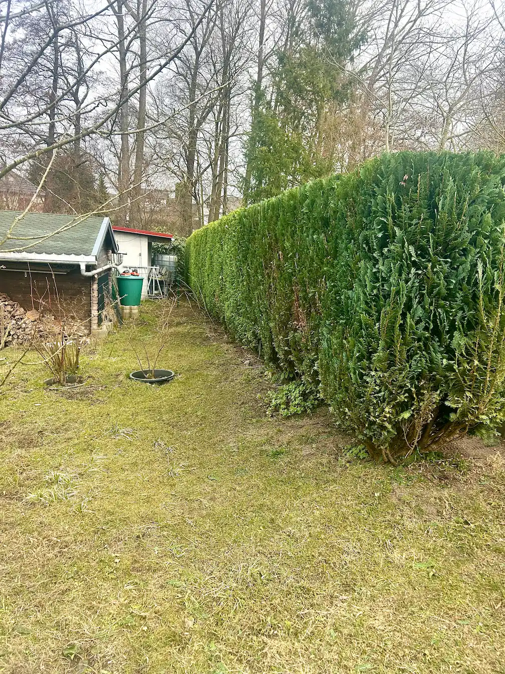 Rückschnitt Hecke radikaler Schnitt Konifere und zypresse bei rostock