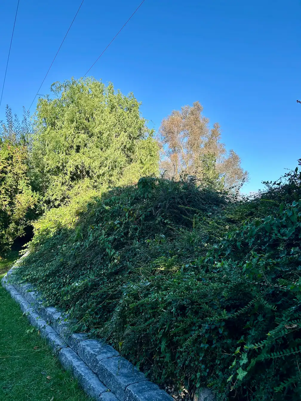 Rückschnitt einer Laub-Hecke in Rostock